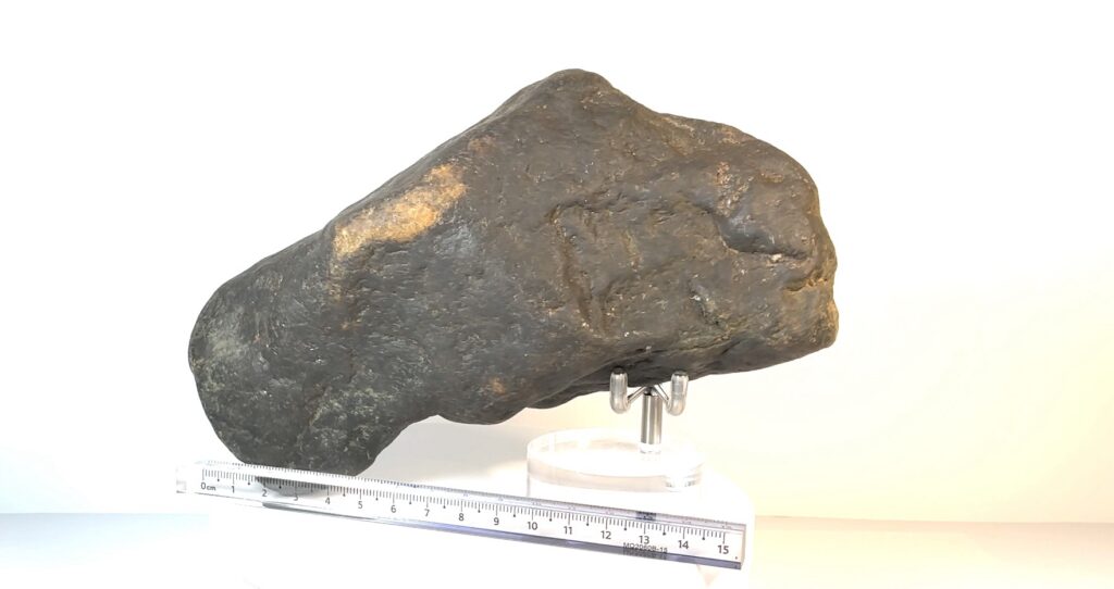 T-Rex Hammer Head