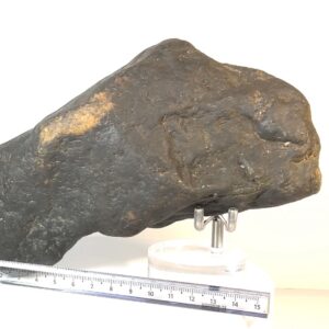 T-Rex Hammer Head