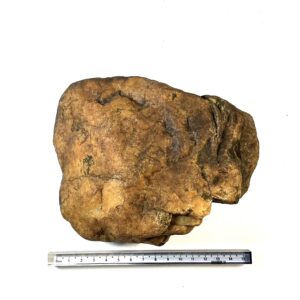 Turtle Head Hammer
