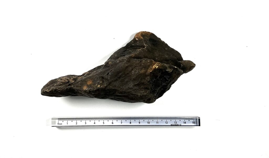 Paleo Angry Bird