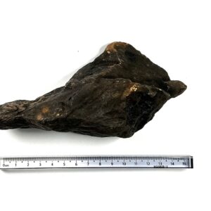 Paleo Angry Bird